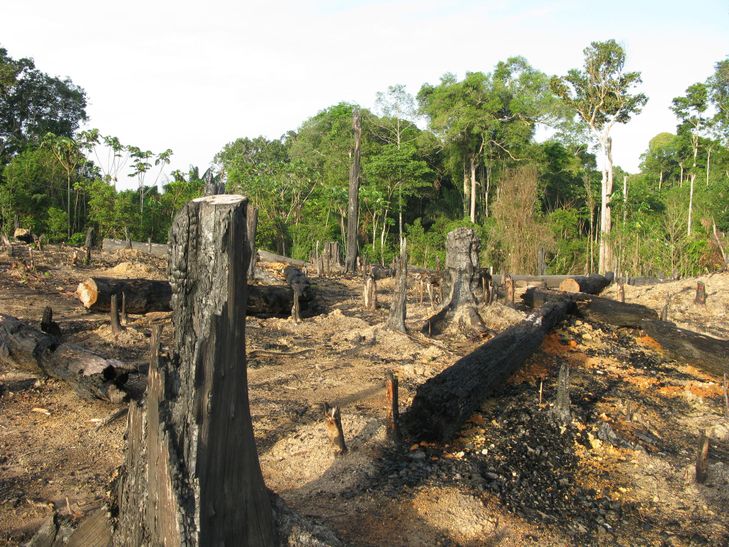 Amazonie : la forêt tropicale pourrait franchir « un point de rupture » d’ici à 2050