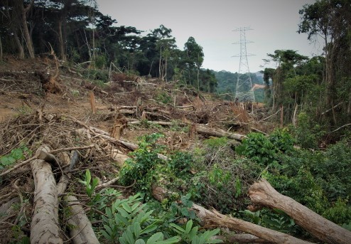 Goma : la destruction de l’environnement par les belligérants est un crime de guerre ( Kennedy…