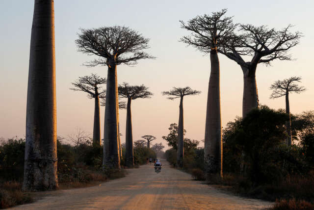 Le Mystérieux voyage du Baobab: une odyssée génétique de Madagascar à l’Afrique et…