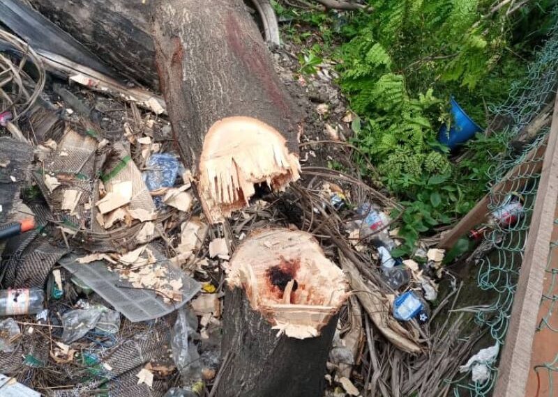 Péril vert: L’alarmante destruction du Jardin Botanique de Kisantu.