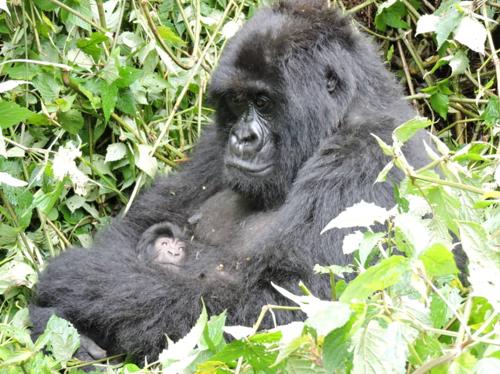 Conflit Homme-Faune à Maniema : un Gorille provoque la panique à Asukwamoleka.