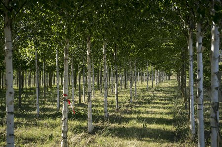 Projet de reforestation à Ibi Village: une collaboration Belgico-Congolaise pour un avenir vert.