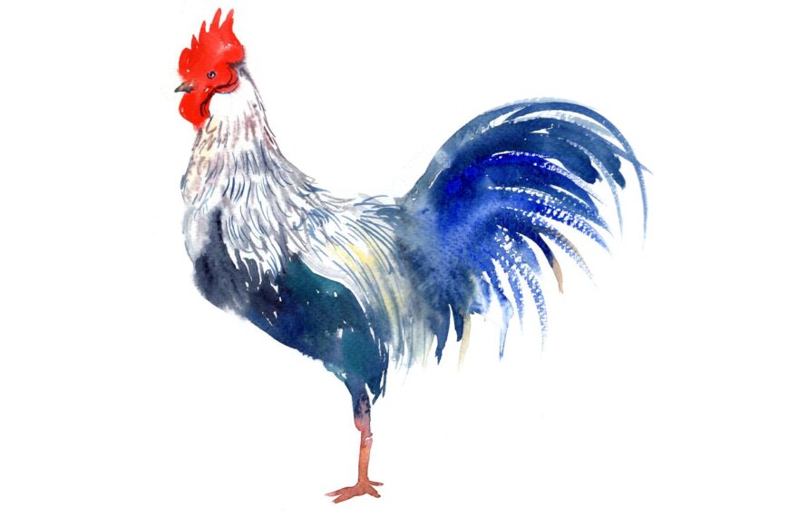 Coq Gaulois : Emblème national et symbole de résilience.