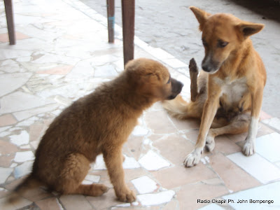 Nouvelle crise de morsures de chiens errants à Mateko : Deux décès et…