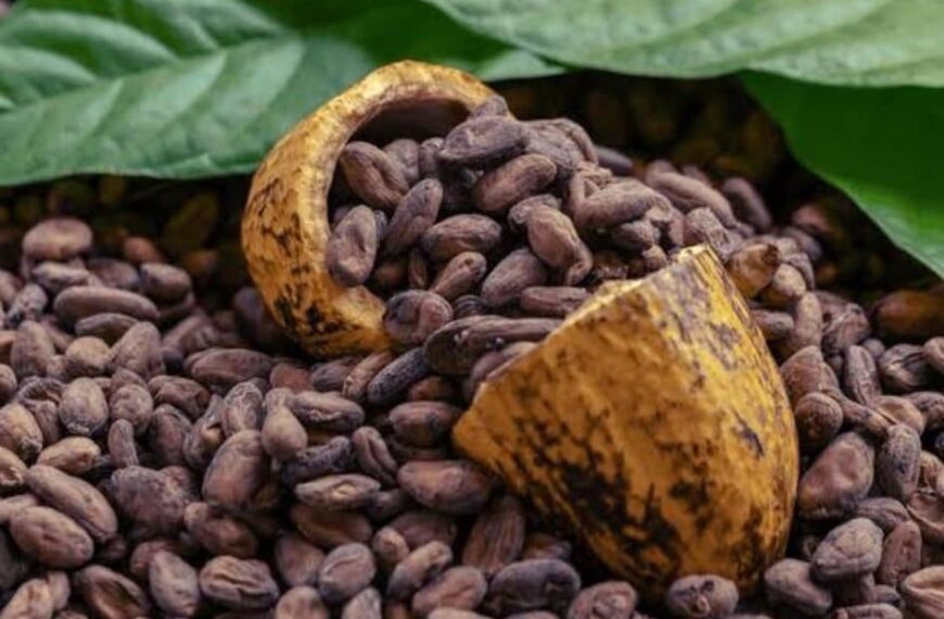 Le prix du cacao en baisse : analyse du marché international.