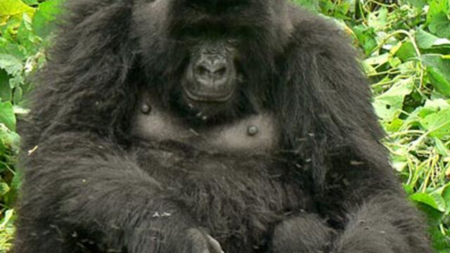 Décès d’un Gorille des montagnes au Parc National des Virunga.