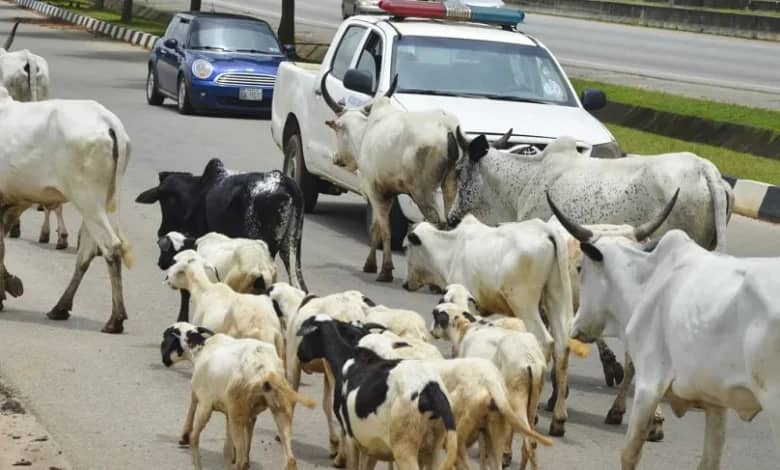 Nigeria : Quand les vaches envahissent la capitale Abuja.